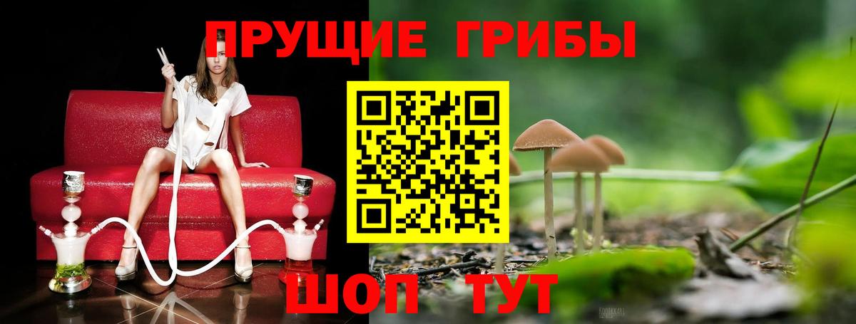 Псилоцибиновые грибы Cubensis  цена   Вход с VPN  Красноармейск  Псилоцибиновые грибы MAGIC MUSHROOMS 